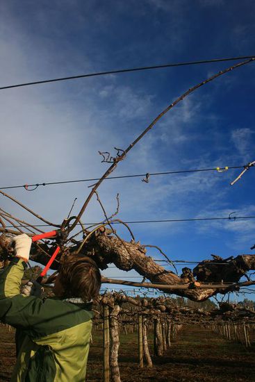 Falls Claudia sich einmal verzaehlt hatte wurden die restlichen Aeste abgeschnitten...