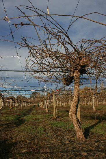 Ein maennlicher Baum, damit brauchten wir nichts zu tun.