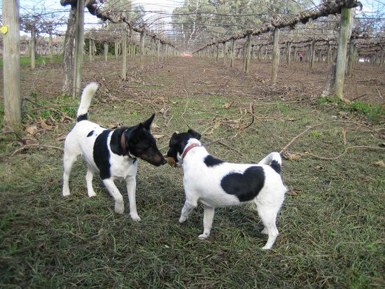 Missy gut zu erkennen an ihrem grossem Herz mit einer Kiwi im Maul und ihr Papa "Kiwi Fraser"
