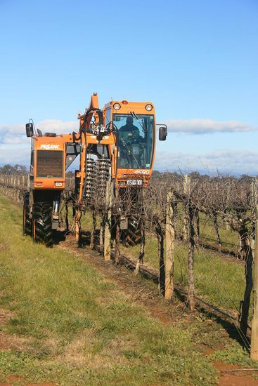 Den Job den wir eigentlich machen wollten (Weinrueckschnitt) wird in den grossen Weinyards maschinell erledigt.