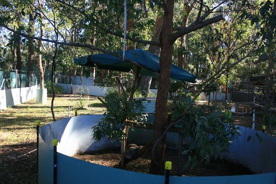 Das ist eine 5 Sterne Unterkunft fuer eine alte blinde Koaladame, die in der Wildnis keine Chance haette zu ueberleben...