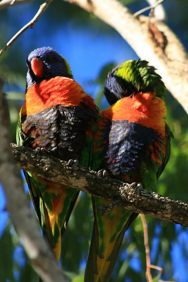 ...freche Loris die uns um unser Essen erleichtern wollten...