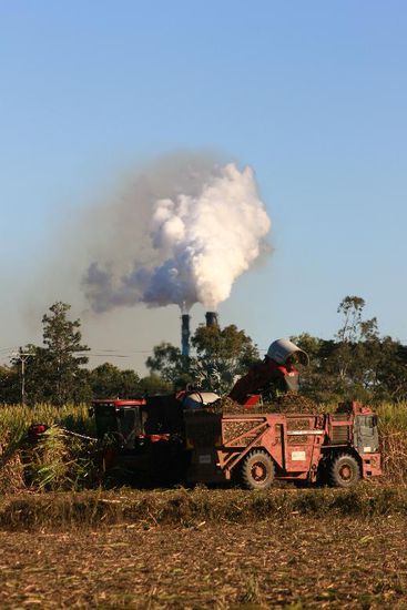 ... als wir Queensland erreichten beherrschten Zuckerrohrfelder die Gegend. Wir konnten bei der Ernte zusehen. Im Hintergrund die unschoenen Rauchschwaden einer Zuckerfabrik...