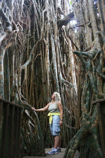 ... ein erstaunlicher Fig Tree...