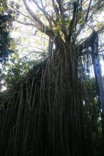 ... der in bizarrer Form gewachsen ist.