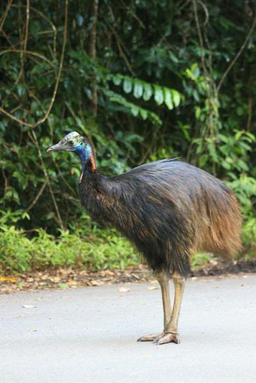 Schaut euch seine urzeitlichen Fuesse an. Damit kann ein ausgewachsener Kasuar einem Menschen den Bauch aufschlitzen. Auch sein Schnabel ist nicht ungefaehrlich.