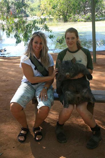 Rau ist das Fell eines Wombats 