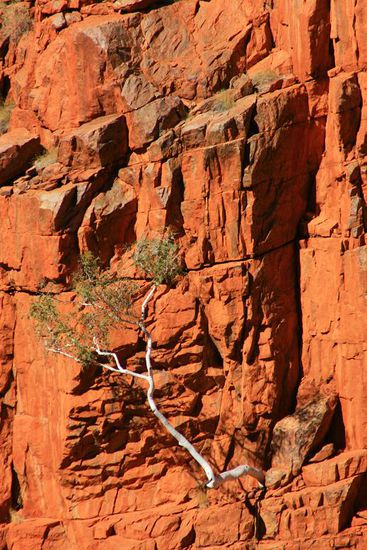 ... besonders schoen die Ghost Gums in der Ormiston Gorge.