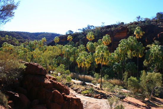 Dies Palmen in dieser Schlucht gibt es nur hier mitten in der Wueste. Sie sind ein Ueberbleibsel der Urzeit, als das Gebiet noch Regenwald war. Durch die Abgeschiedenheit konnten sie ueberleben.
