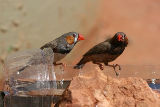 diese kleinen "wir wissen nicht wie sie heissen Spatzen" stillten ihren Durst in einer von einem Vogelfreund hergestellten Wassertraenke.