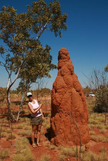 Hier die groesste Termitenburg die wir gesehen haben.
