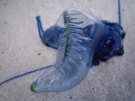 Fragt uns nicht was es ist. Diese Dinger wurden zu Tausenden an den Strand gespuelt. Manche hatten meterlange Tentakel.