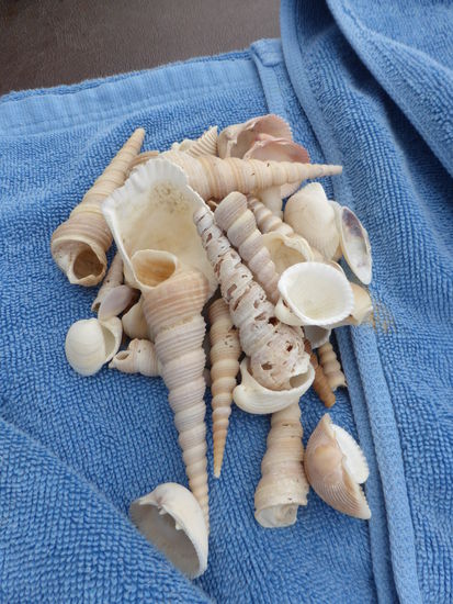 Elisa hat tolle Muscheln gesammelt