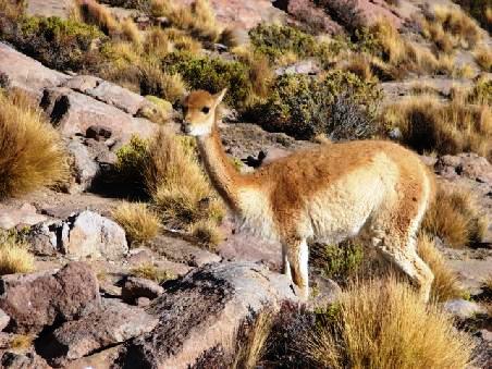 Vicuñas und...
