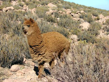 ...Alpacas sind Verwandte...