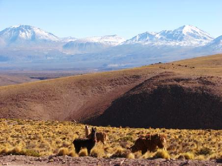 ...der Lamas.