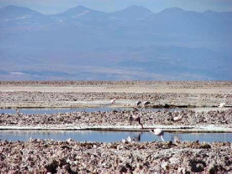 Flamingos an der Lagune Chaxi im Zentrum des Salar Atacama.