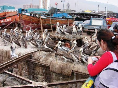 Im Hafen warten Dutzende frecher Pelikane auf die Abfaelle der Fischer.