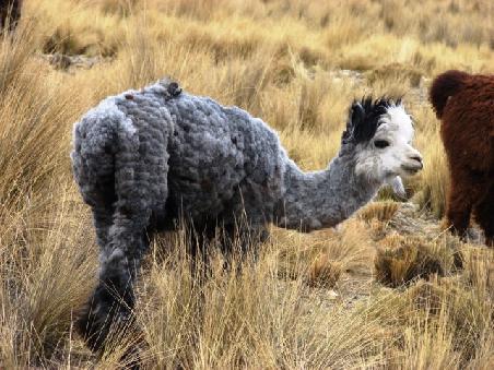Ein Alpaca nach der Schur im kalten Atiplano.