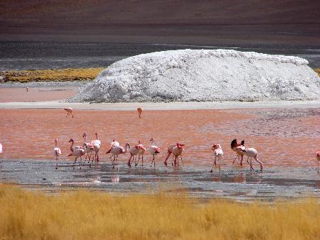 Gelbes Andengras und weisse Boraxinsel runden das Farbenspiel der Laguna Colorada ab.