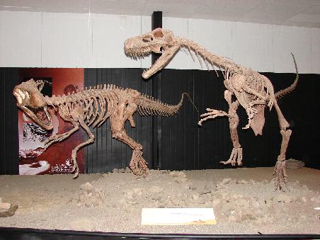 Im Museum beim Parkeingang sind zahlreiche Nachbildungen der gefundenen Fossilien ausgestellt.