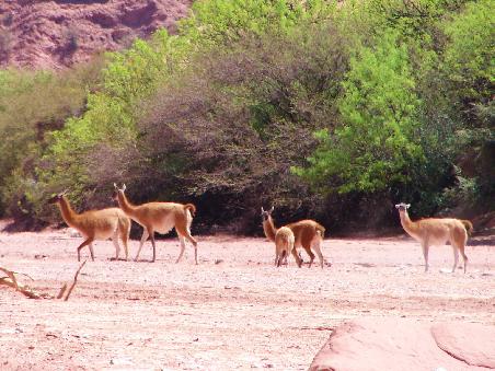 ... ist Lebensraum fuer Guanacos. Damit sahen wir hier die vierte Art der Kleinkamele zum ersten Mal auf unserer Reise.