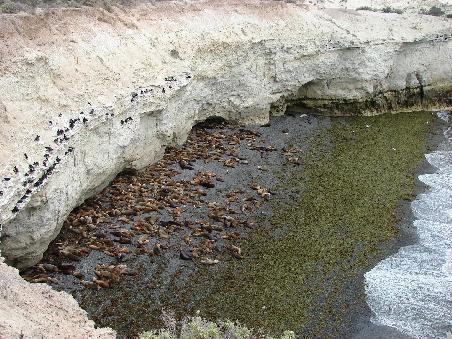 Mehr als hundert Seeloewen faulenzen in der Bucht von Punta Loma.