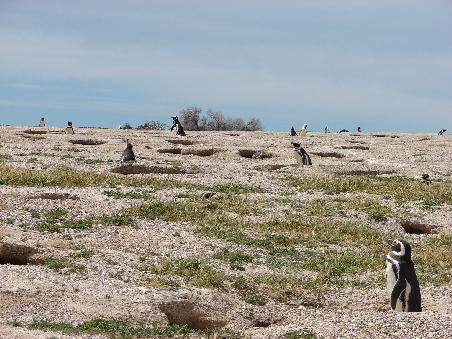 Bis zu 500.000 Pinguine nisten in Erdhoehlen.