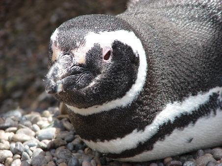 Die Tiere brueten meist ueber Stunden nahezu regungslos.