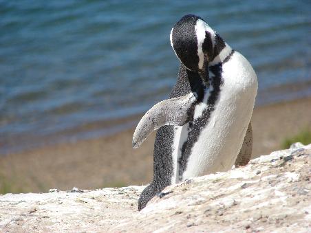 Die Magellanpinguine werden bis zu 60 cm gross und sind leicht an ihrem schwarzen Streifen am oberen Rand der Brust zu erkennen.