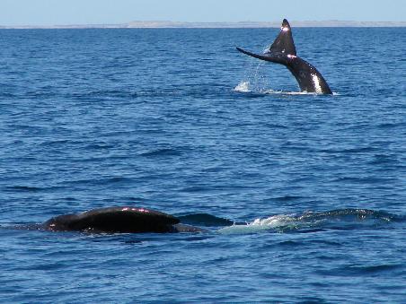 Die Muttertiere mit ihren Jungen waren aus wenigen Metern Entfernung vom Boot aus zu beobachten.