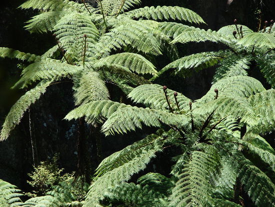 Die riesigen Farne zaehlen zu den auffaelligsten Pflanzen im neuseelaendischen Busch.