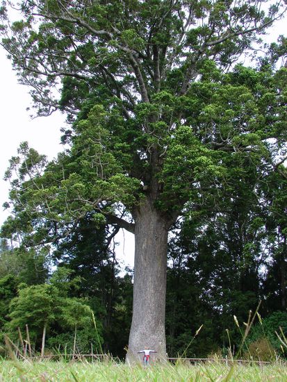 Marion vor einem ca. 1.200 Jahre altem Kauri Baum.