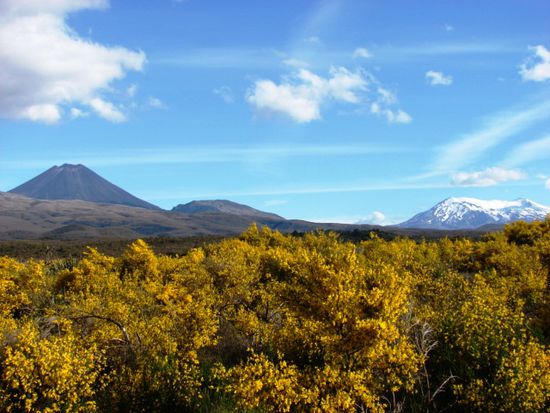 Hinter bluehenden Ginsterstrauechern erheben sich der Mt. Ngauruhoe (li) und der schneebedeckte Mt. Ruapehu.