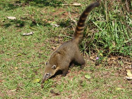 Im Nationalpark leben auch zahlreiche Tiere. Die Nasenbaeren sind dabei eine echte Plage geworden.