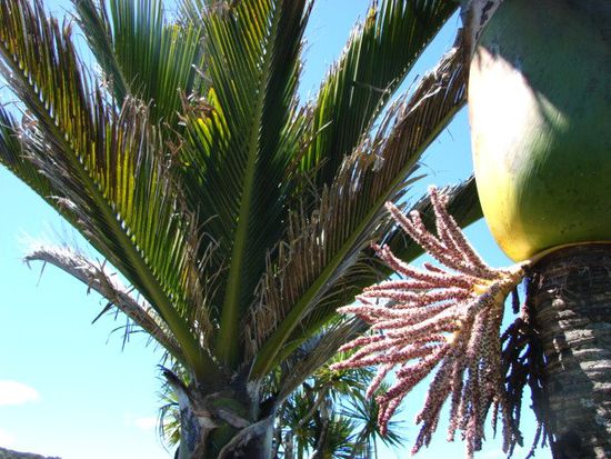 Im Sommer traegt die Nikau Palme stachelige Blueten und rote Fruechte.