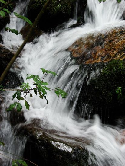 ... und fuer unzaehlige groessere und kleinere Baeche im Regenwald.
