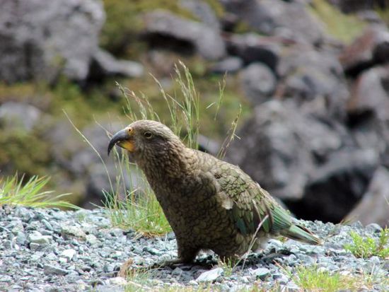 Der Kea ist der einzige Hochgebirgspapagei der Welt.