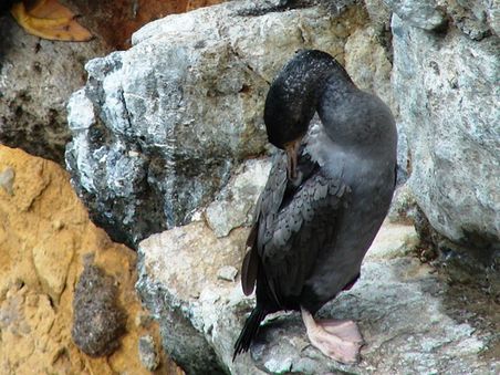 Auf kleinsten Felsvorspruengen finden White Spotted Shags Platz zum Nisten.