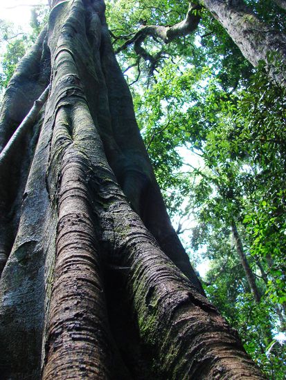 Einer der maechtigen Brettwurzler im subtropischen Regenwald.
