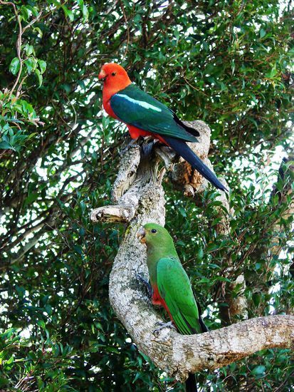 Um O'Rileys gibt es zahlreiche Papageien zu bestaunen.