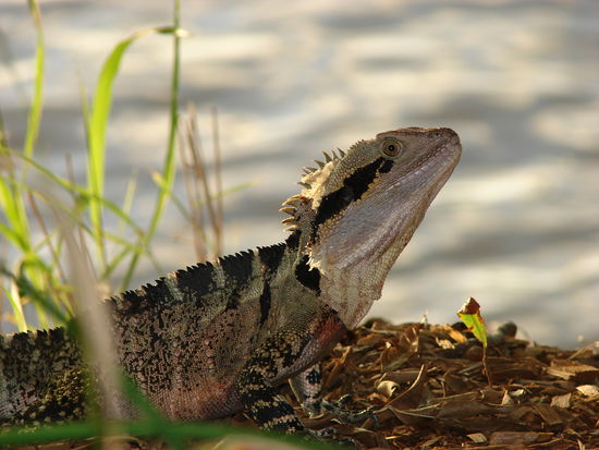 Australisches Wildlife mitten in Brisbane!