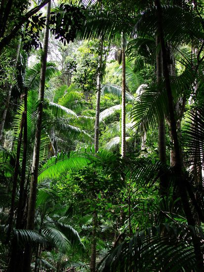 Subtropischen Regenwald auf reinem Sand ...