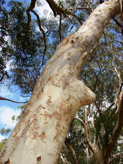 Die braunen Muster auf den Staemmen der Eukalyptusbaeume stammen von kleinen Insekten.