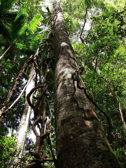 ... gibts wohl nur auf Fraser Island.