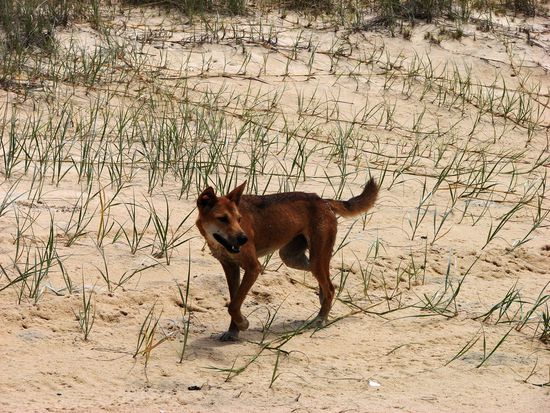 Dingo am 75 Mile Beach.