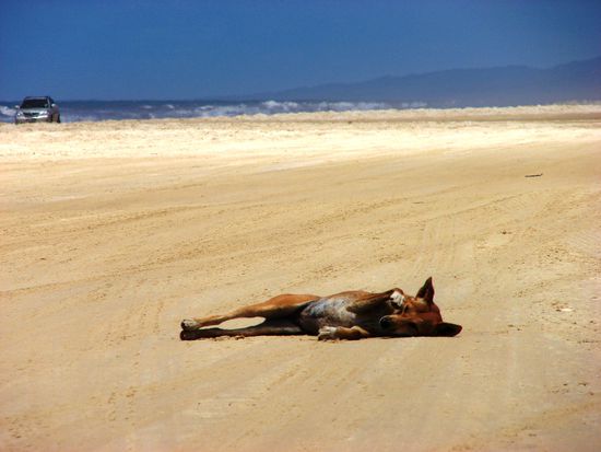 "Was machen bloss die vielen Autos auf meinem Strand?!"