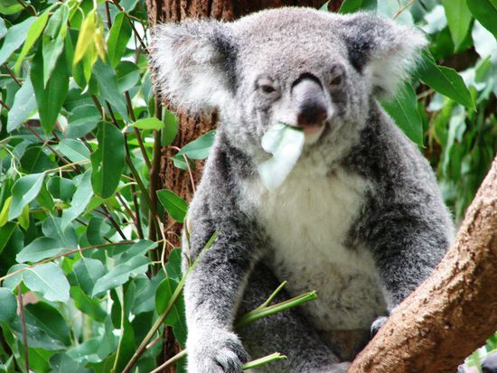 Koala bei der Fuetterung.