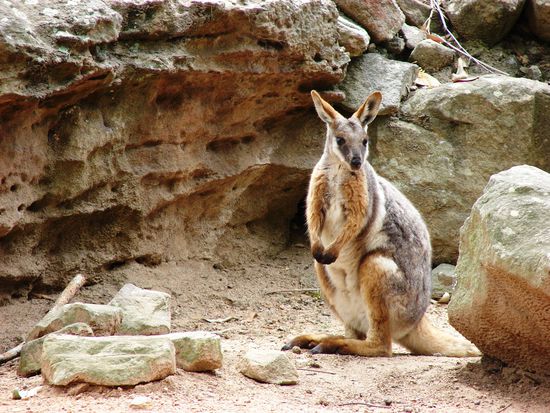 Felswallabies gehoeren zur Familie der Kaengurus.