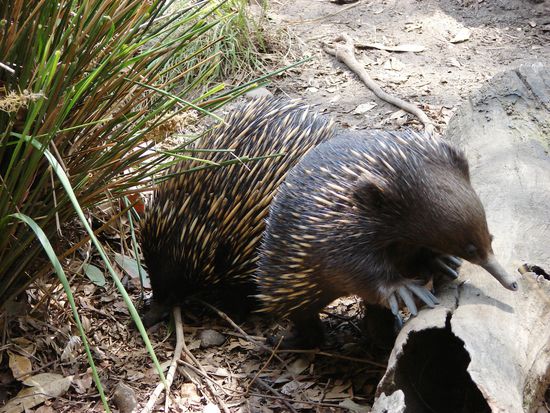 Echidnas, zu deutsch Schnabeligel, gehoeren wie die Schnabeltiere zu den "lebenden Fossilien" Australiens.